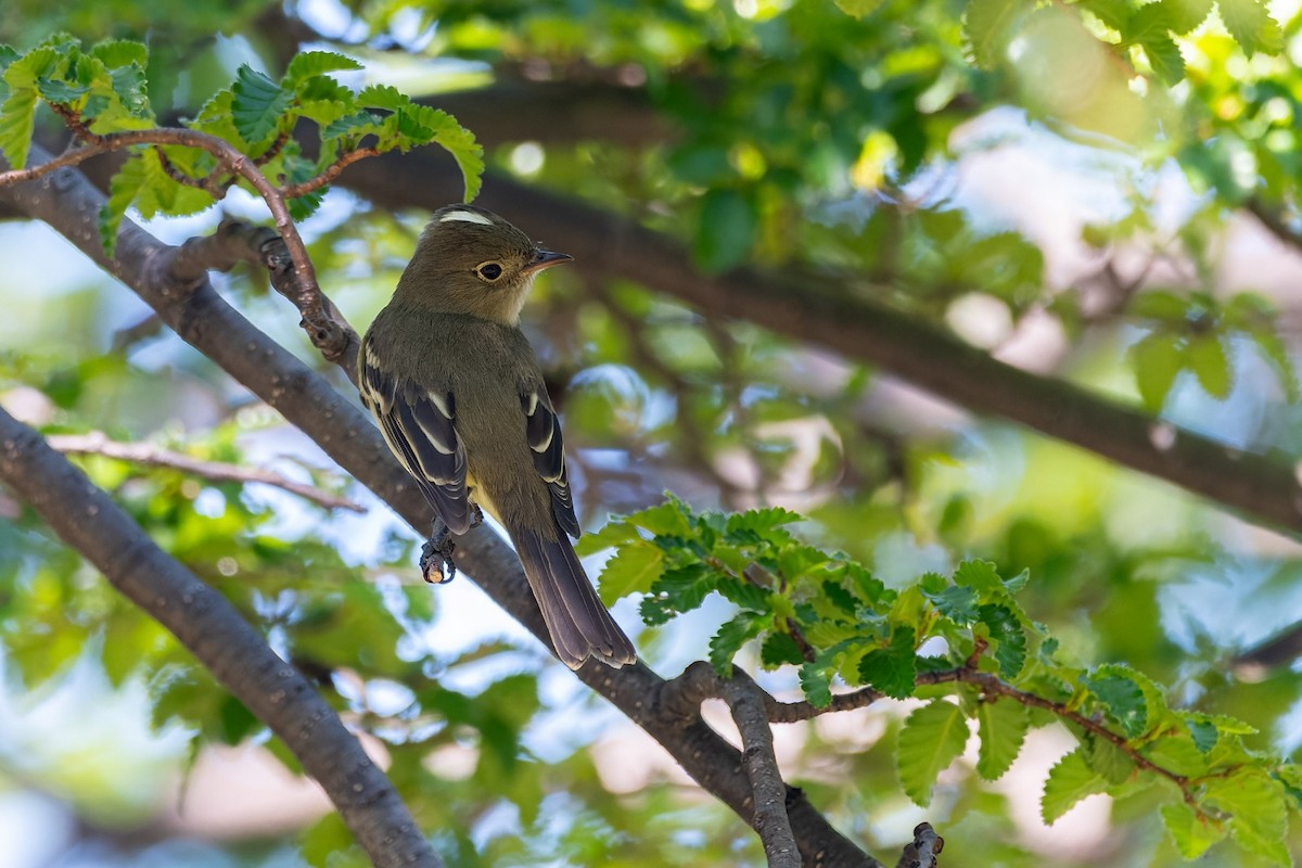 White-crested Elaenia - ML645380823