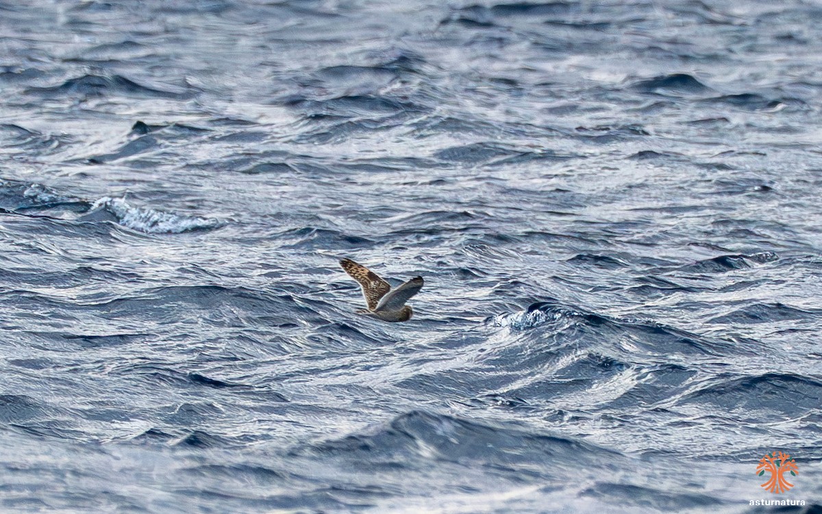 Short-eared Owl - ML645380846