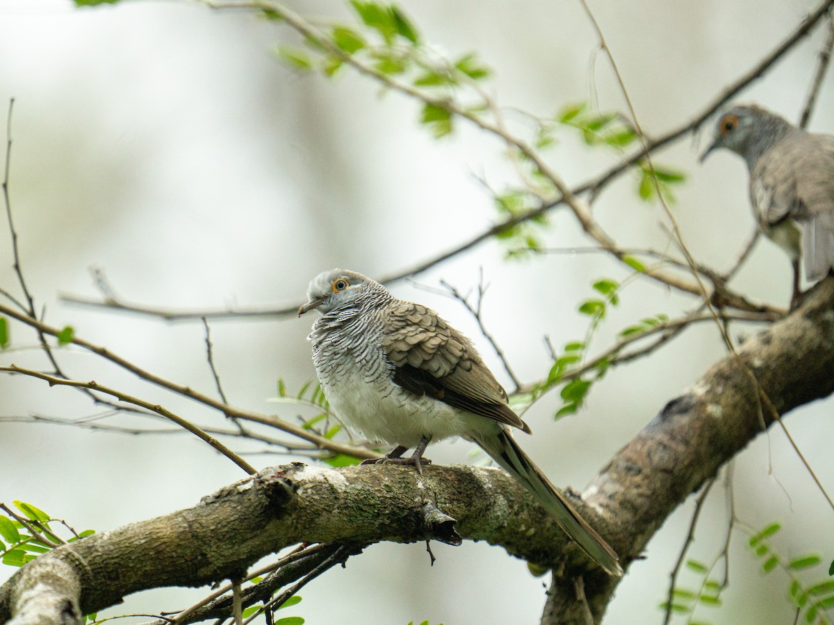 holoubek proužkoprsý - ML645380856