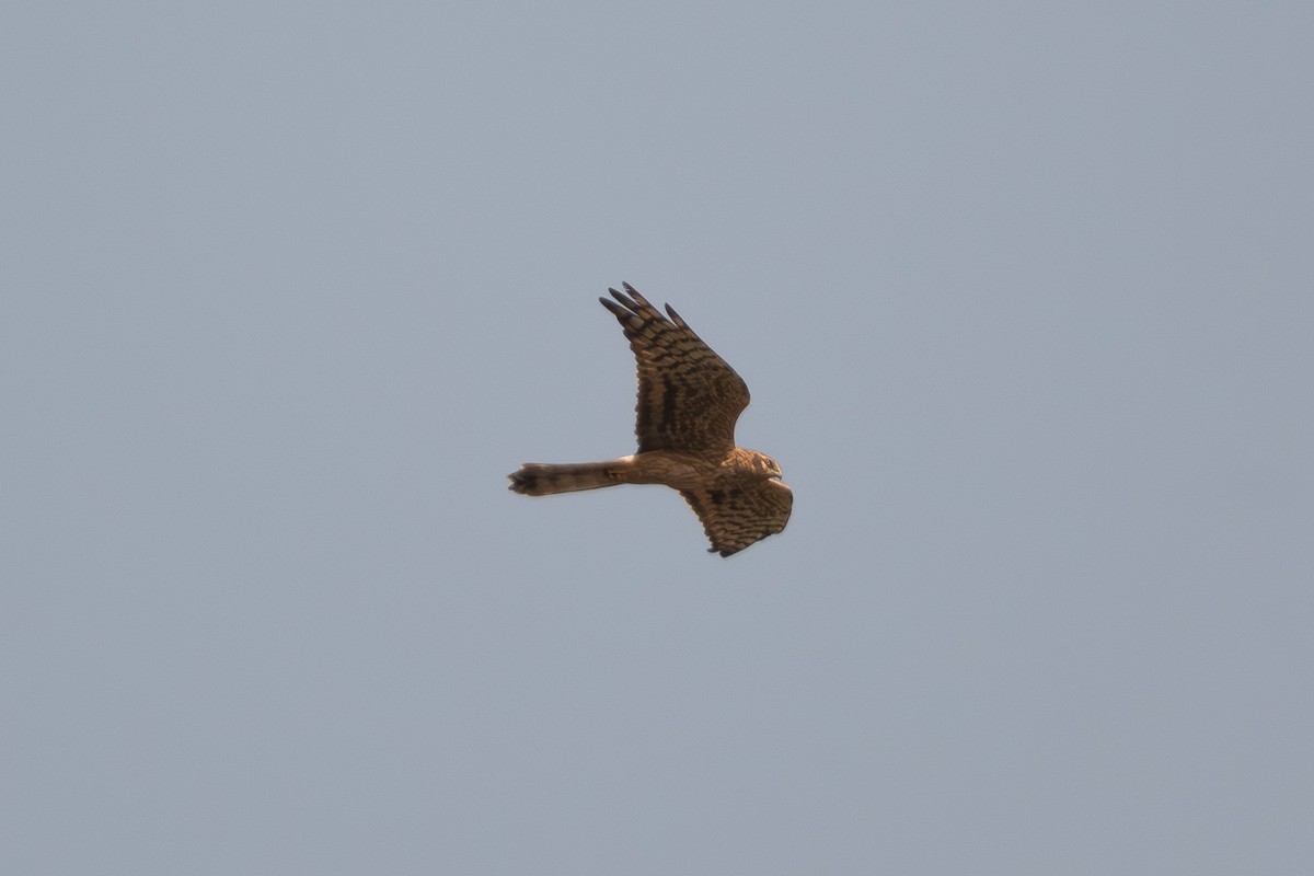 Montagu's Harrier - ML645380860
