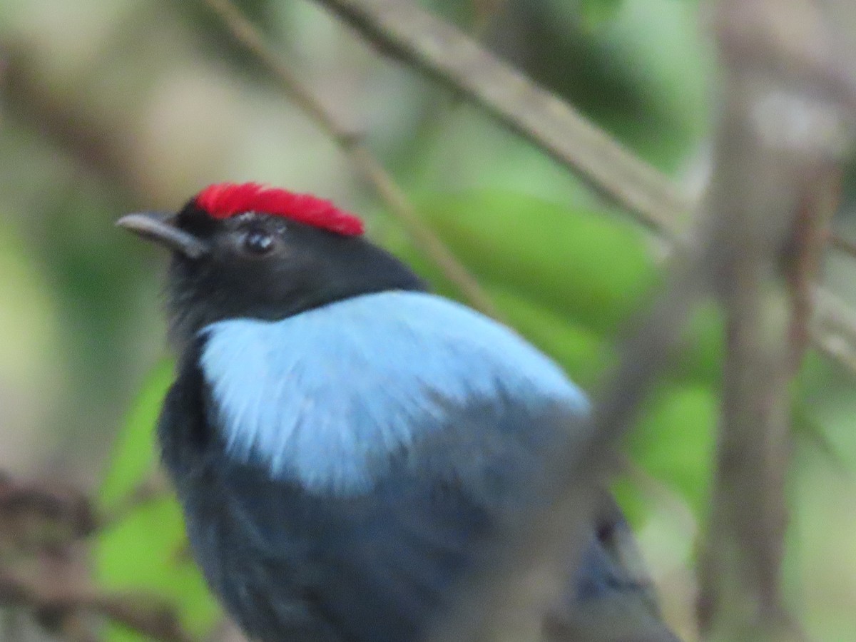 Lance-tailed Manakin - ML645380865