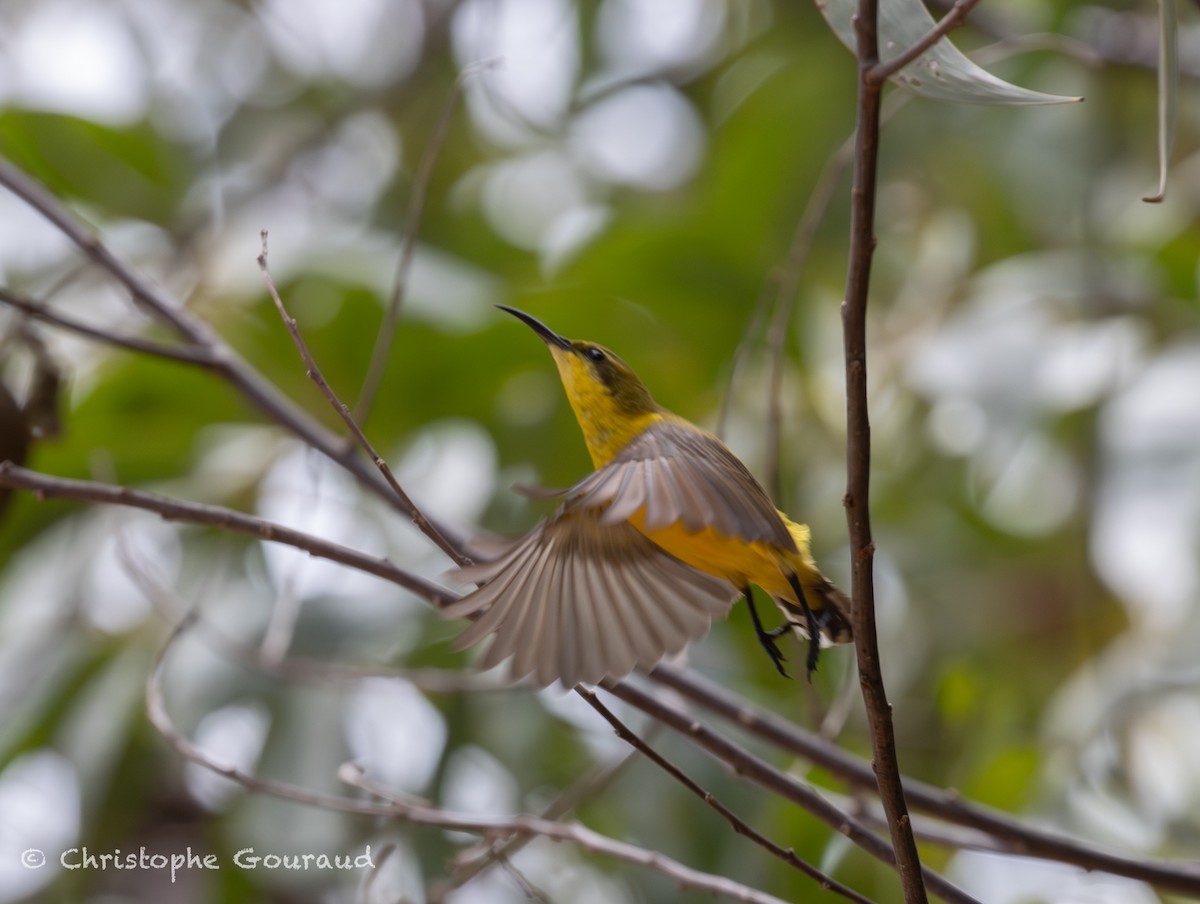 Sahul Sunbird - ML645380866