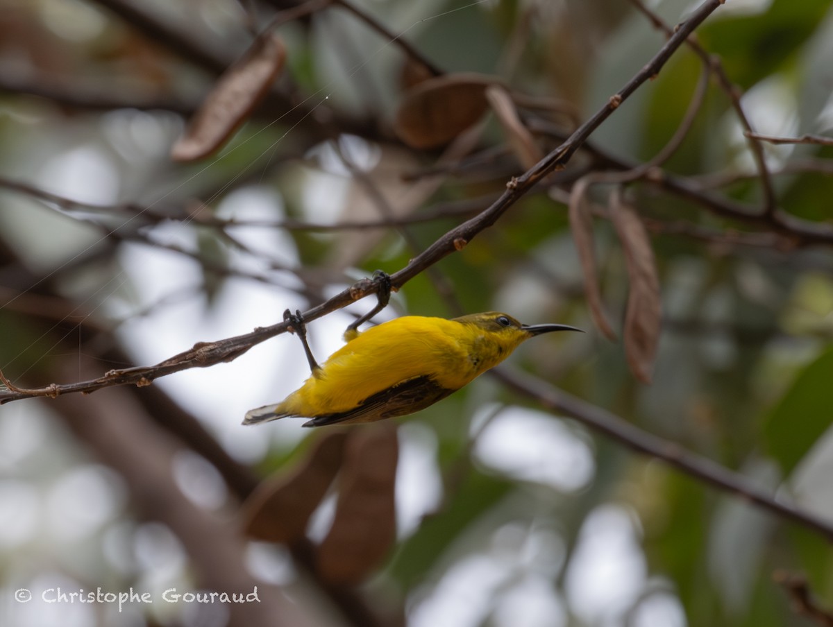 Sahul Sunbird - ML645380867