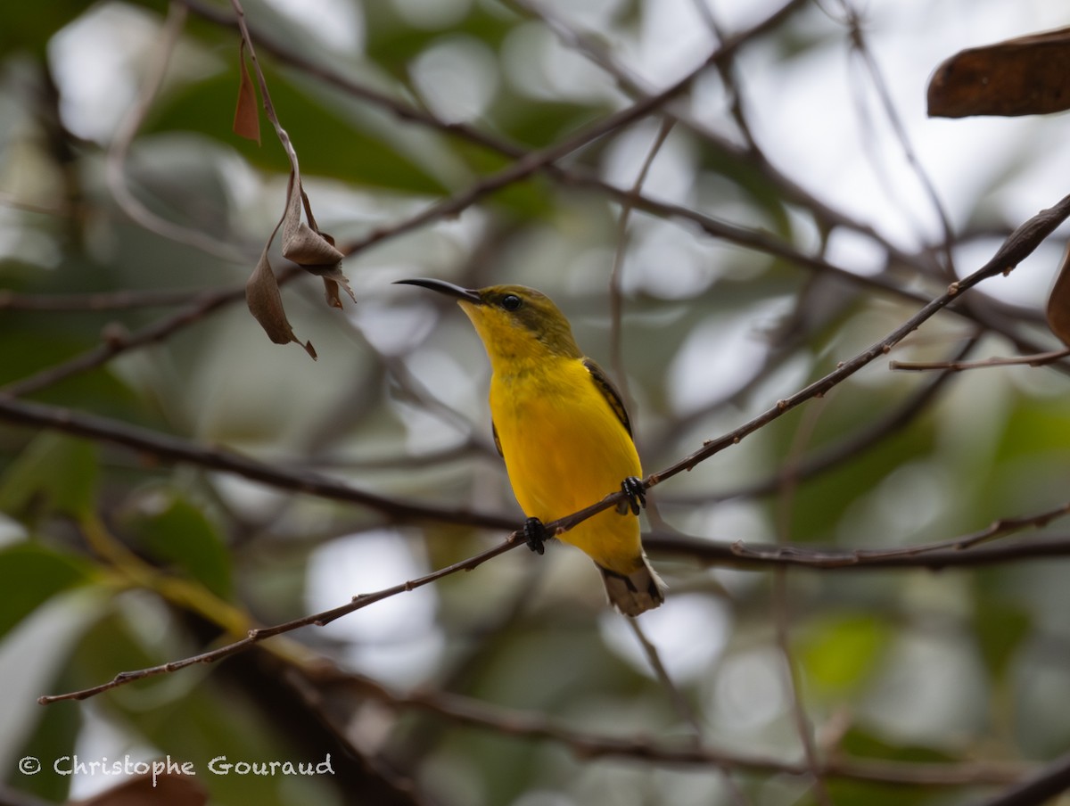 Sahul Sunbird - ML645380868