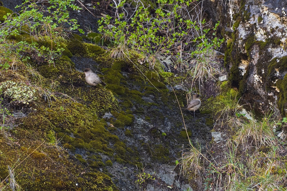 Dormilon bistré - ML645380873