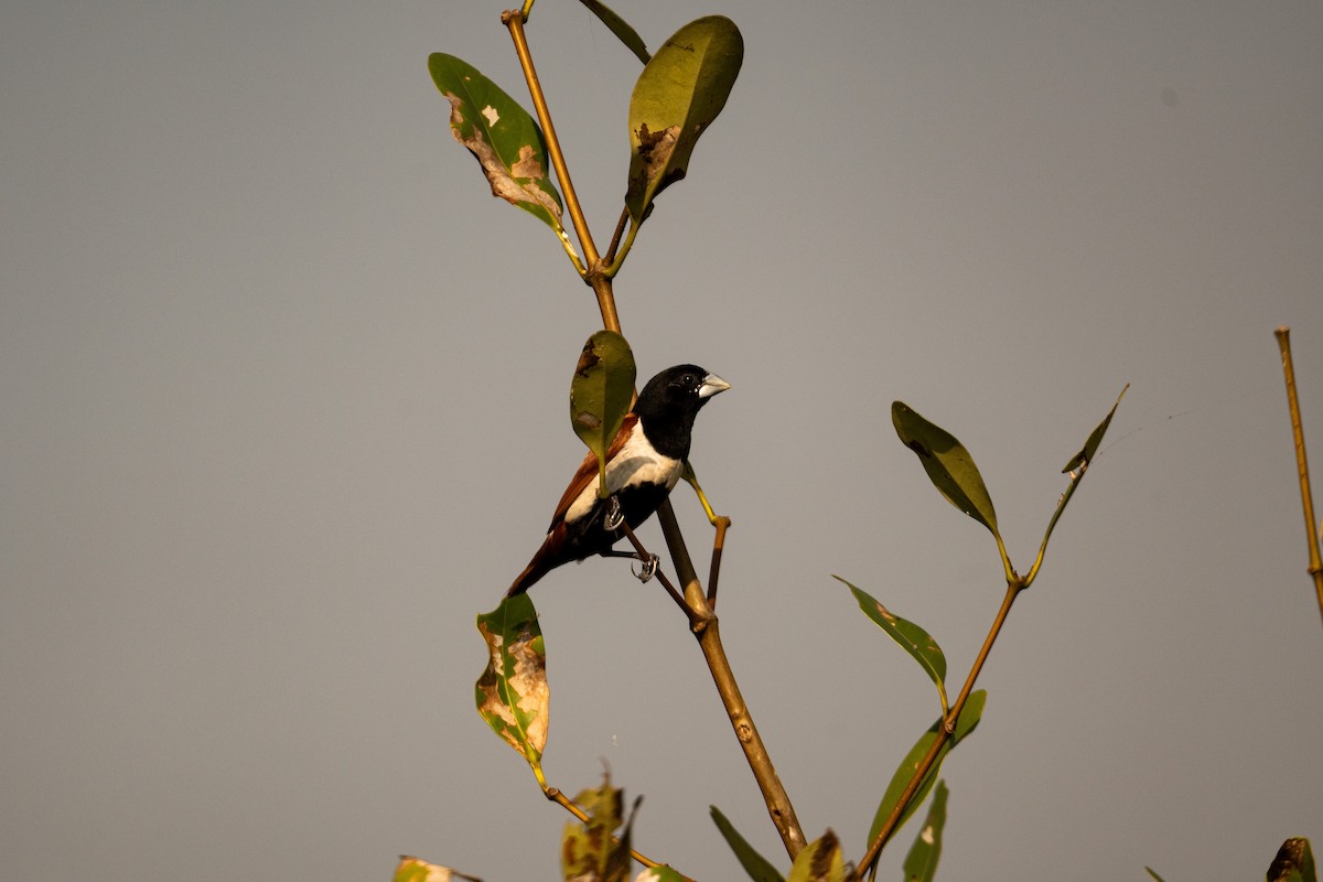 Tricolored Munia - ML645380877