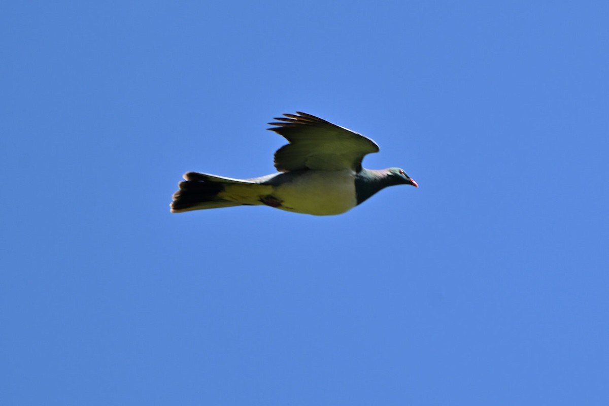 New Zealand Pigeon - ML645380878
