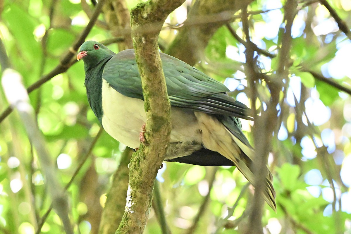 New Zealand Pigeon - ML645380879