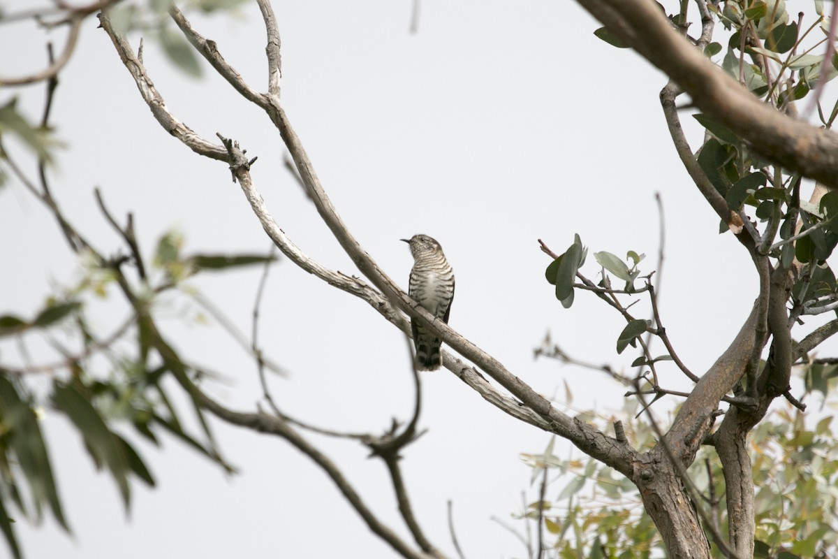 Shining Bronze-Cuckoo - ML645380881