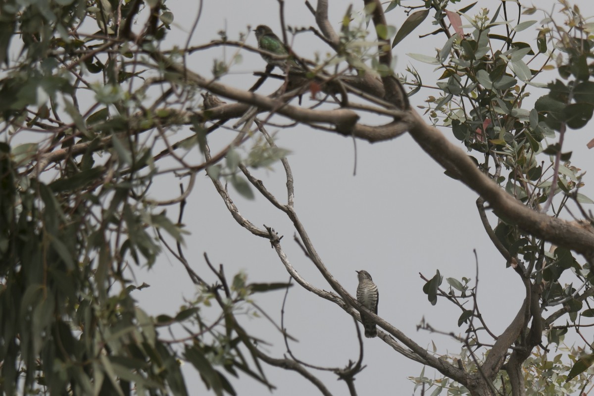 Shining Bronze-Cuckoo - ML645380883