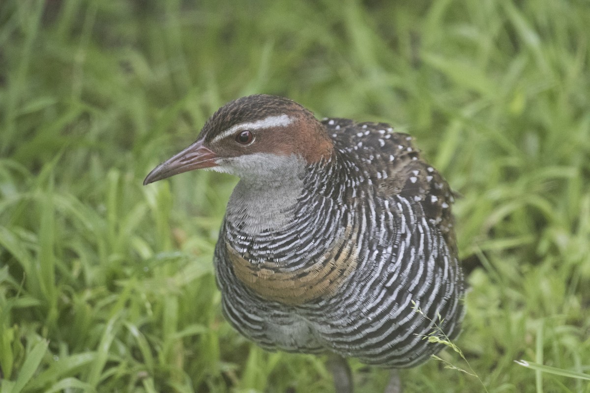 Buff-banded Rail - ML645380886