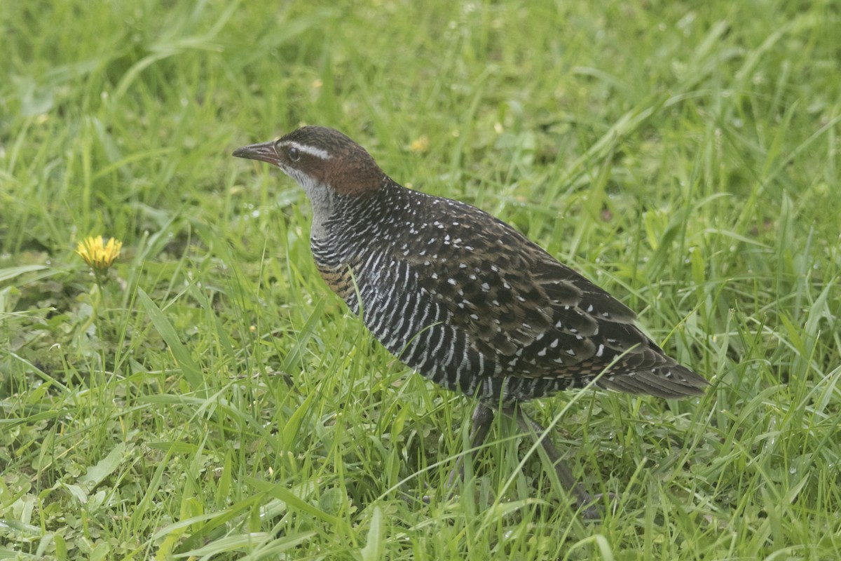 Buff-banded Rail - ML645380887
