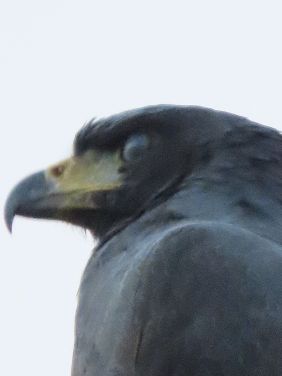 Great Black Hawk - ML645380888