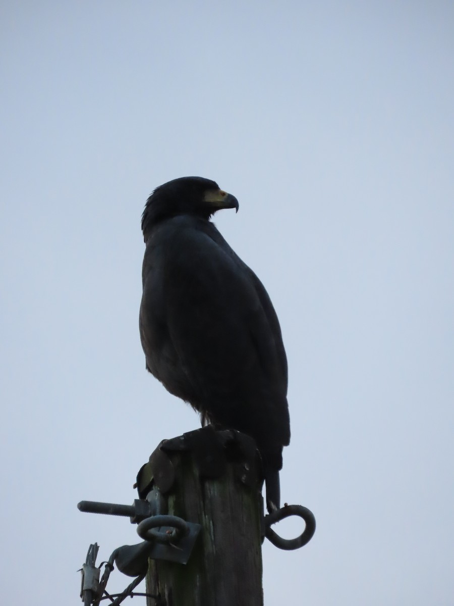 Great Black Hawk - ML645380889