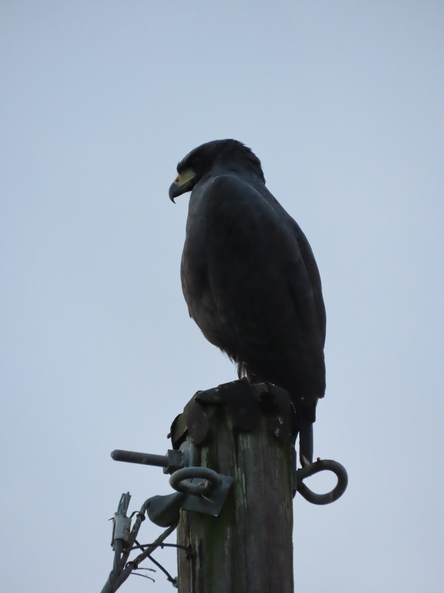 Great Black Hawk - ML645380890