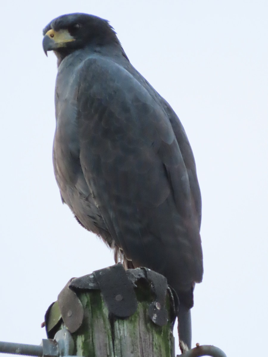 Great Black Hawk - ML645380891