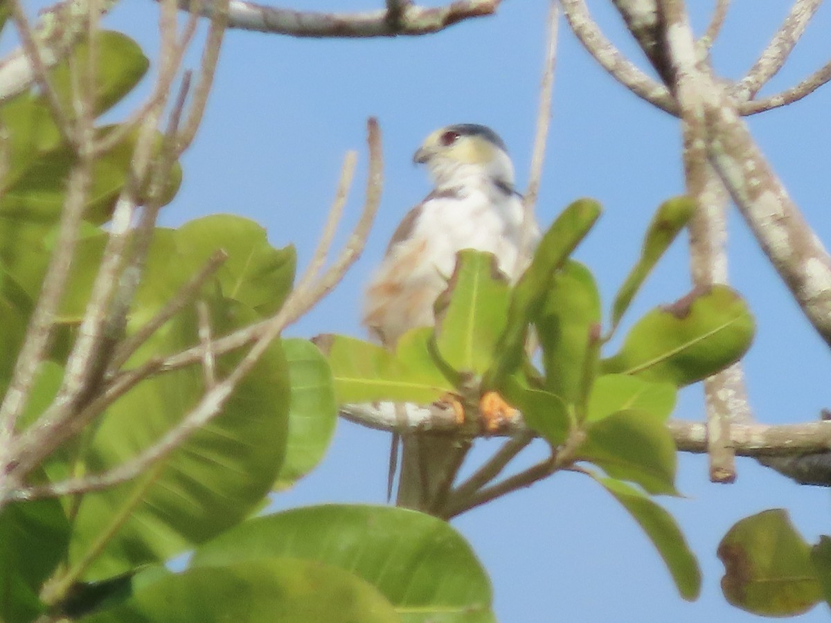 Pearl Kite - ML645380908