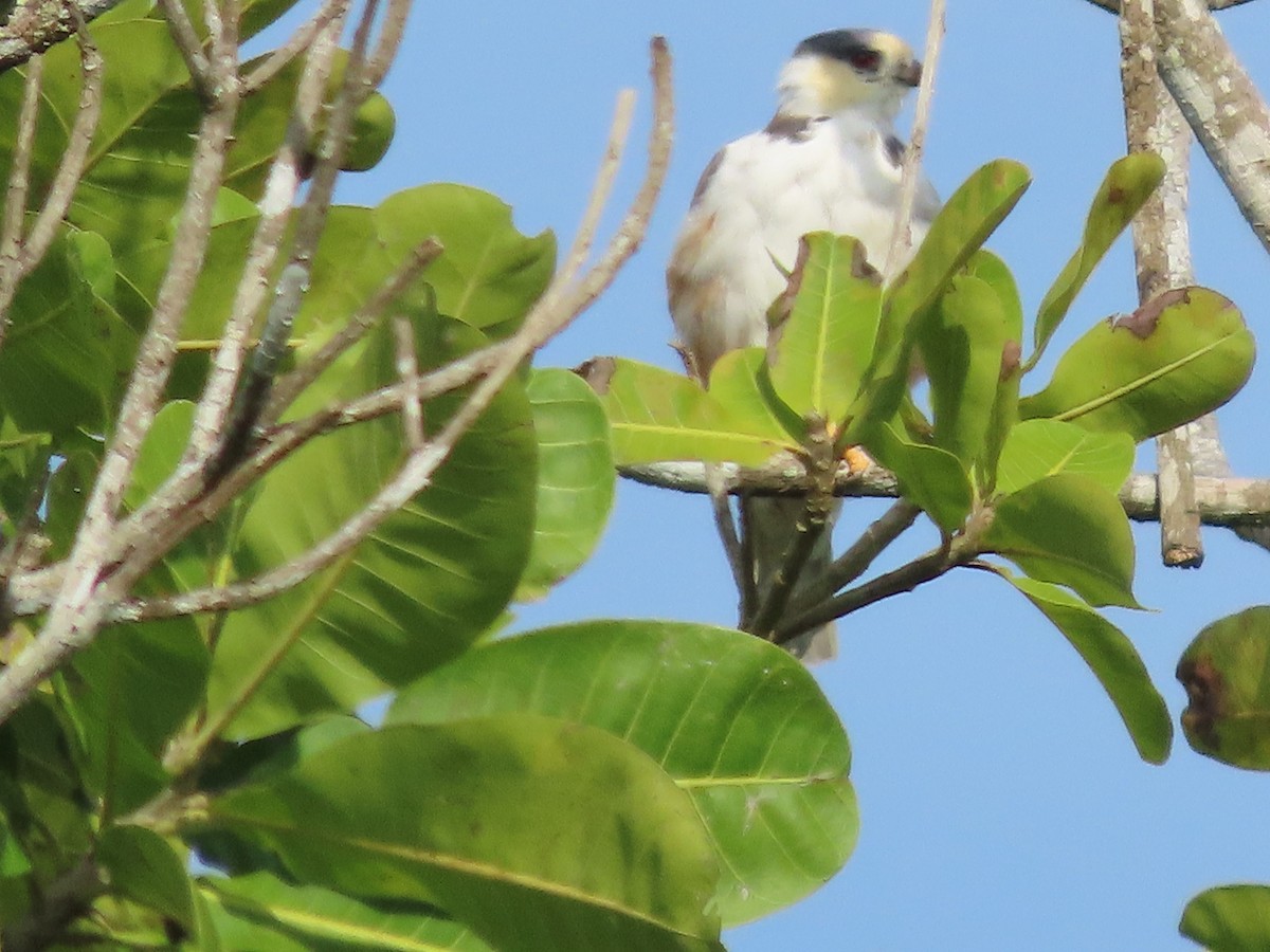 Pearl Kite - ML645380909