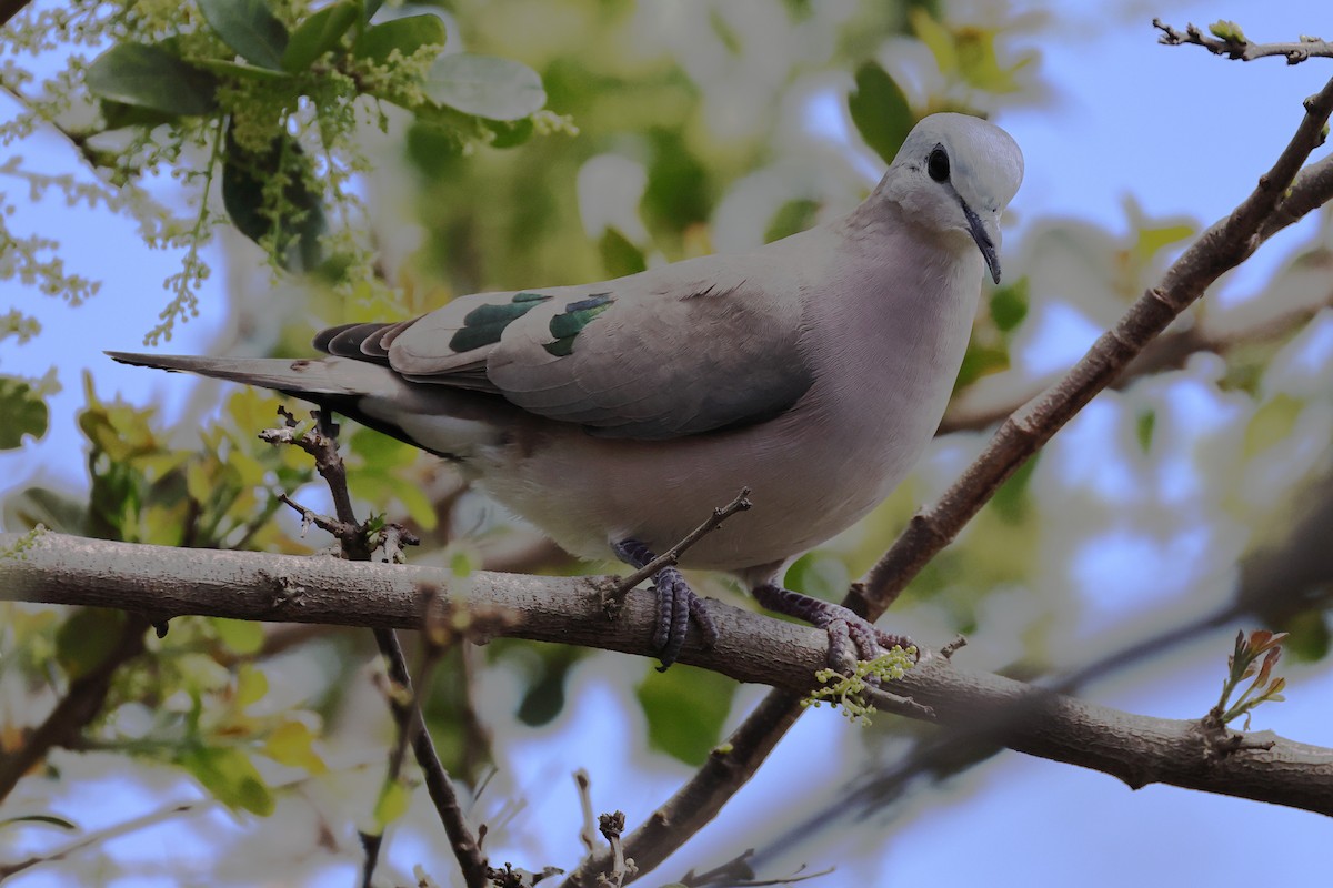 Tourtelette émeraudine - ML645380924