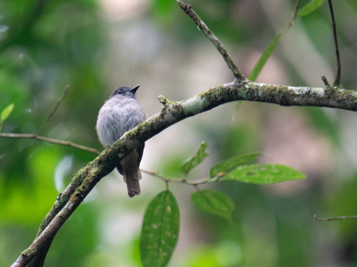 Flores Jungle Flycatcher - ML645380925