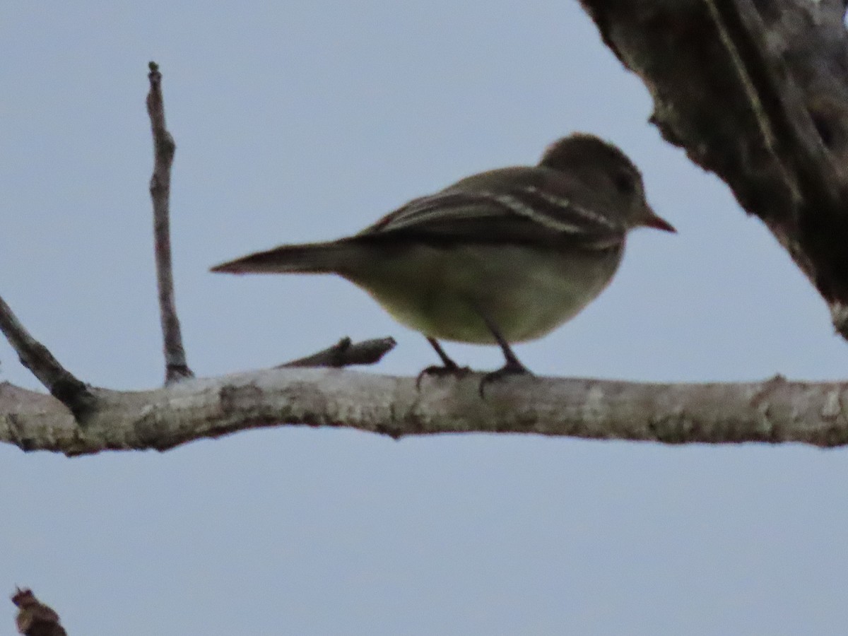 Lesser Elaenia - ML645380928