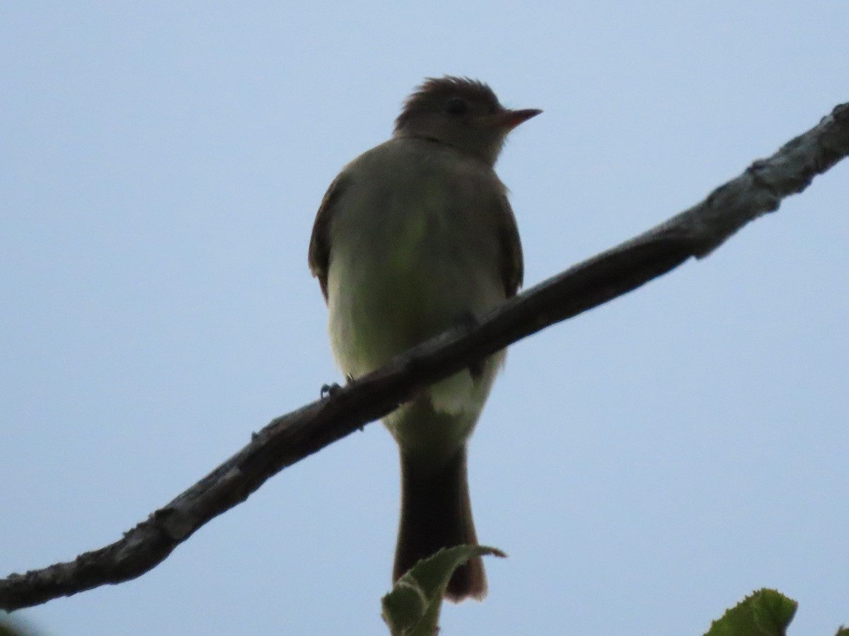 Lesser Elaenia - ML645380929