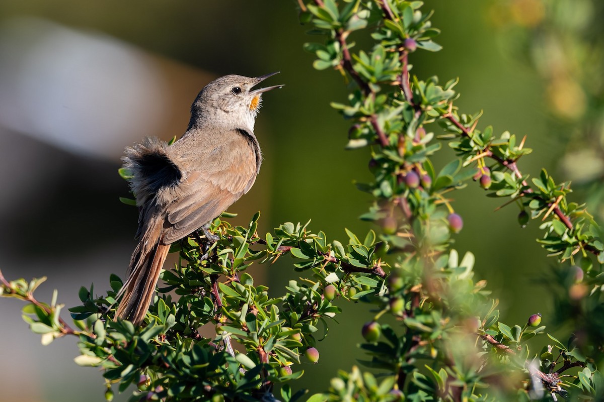 Sharp-billed Canastero - ML645380931