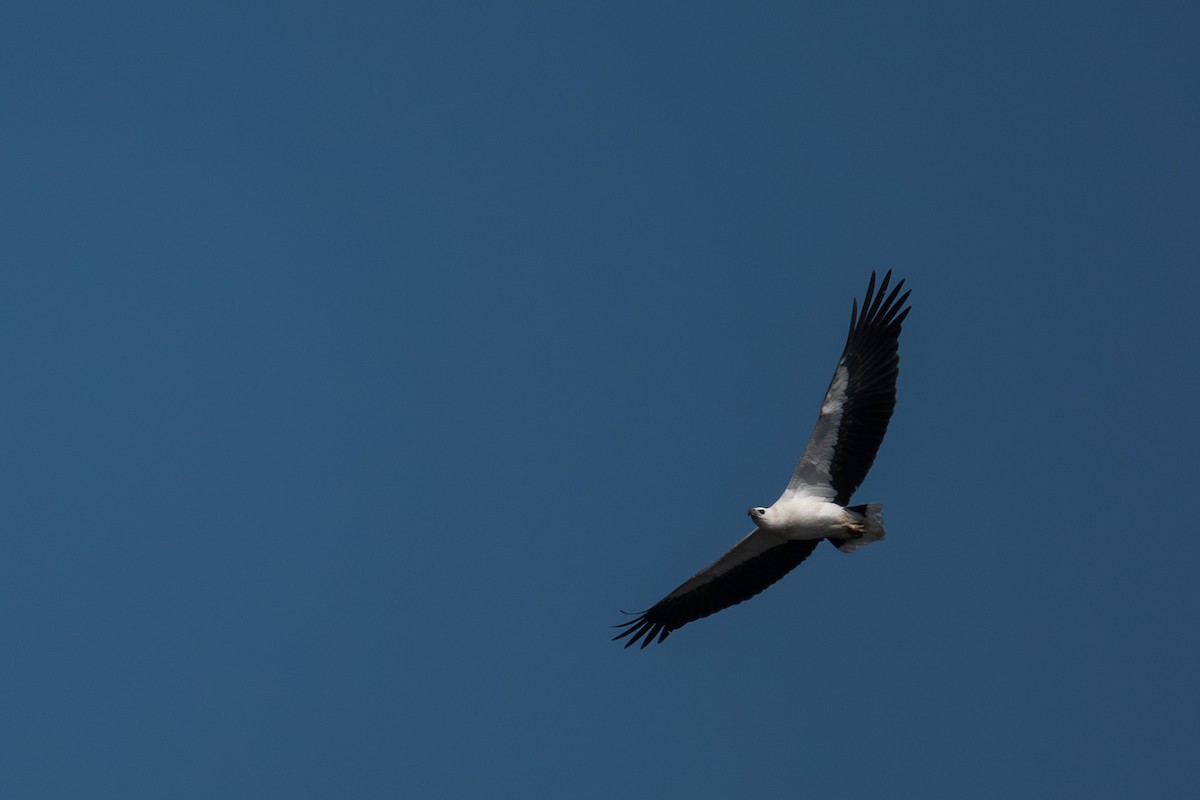 White-bellied Sea-Eagle - ML645380938