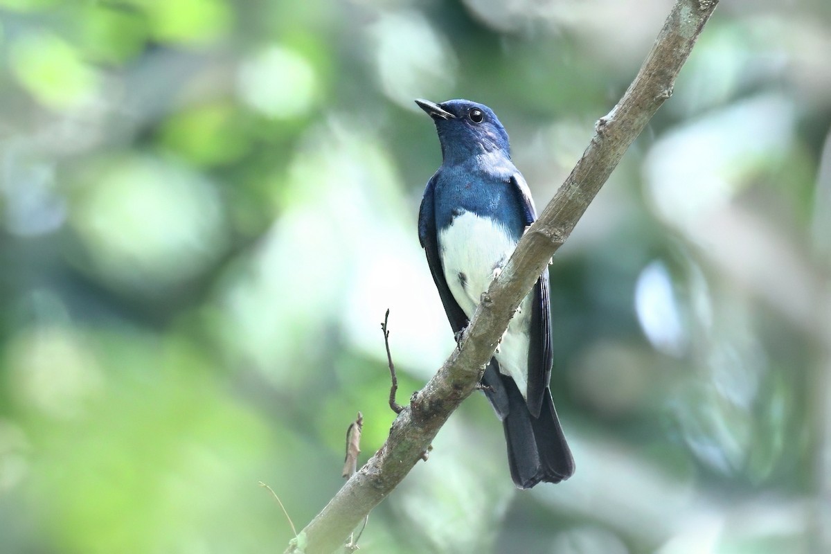 Blue-and-white/Zappey's Flycatcher - ML645380946