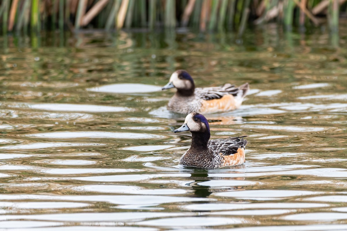 Chiloe Wigeon - ML645380951