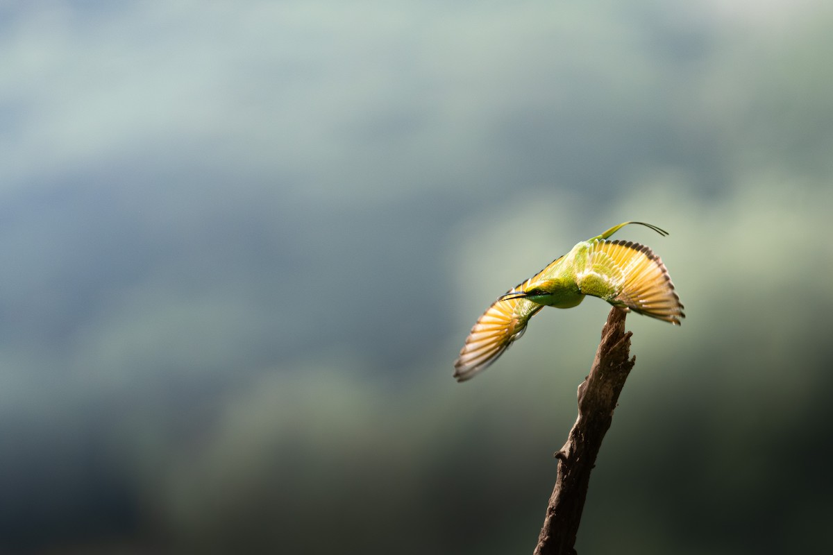 Asian Green Bee-eater - ML645380958