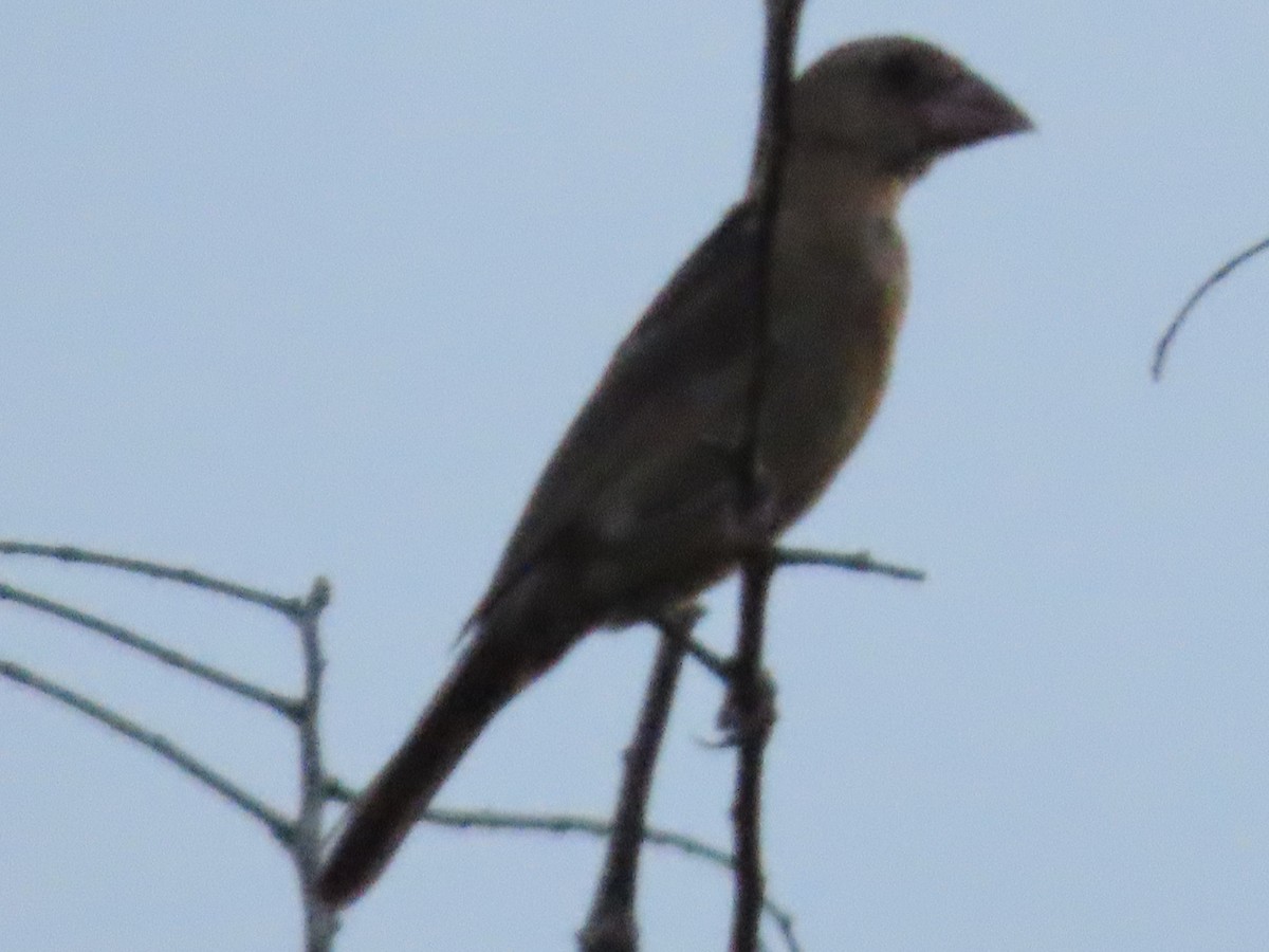 Blue Grosbeak - ML645380962