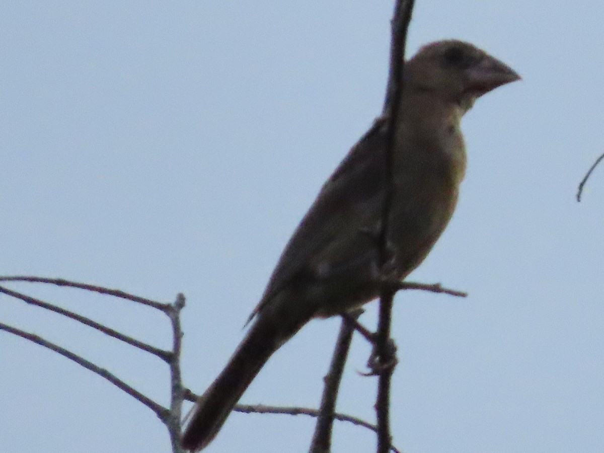 Blue Grosbeak - ML645380963