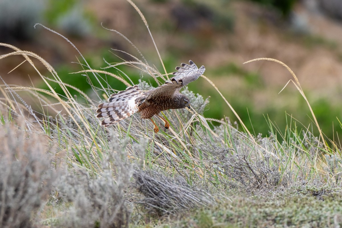 Cinereous Harrier - ML645380983
