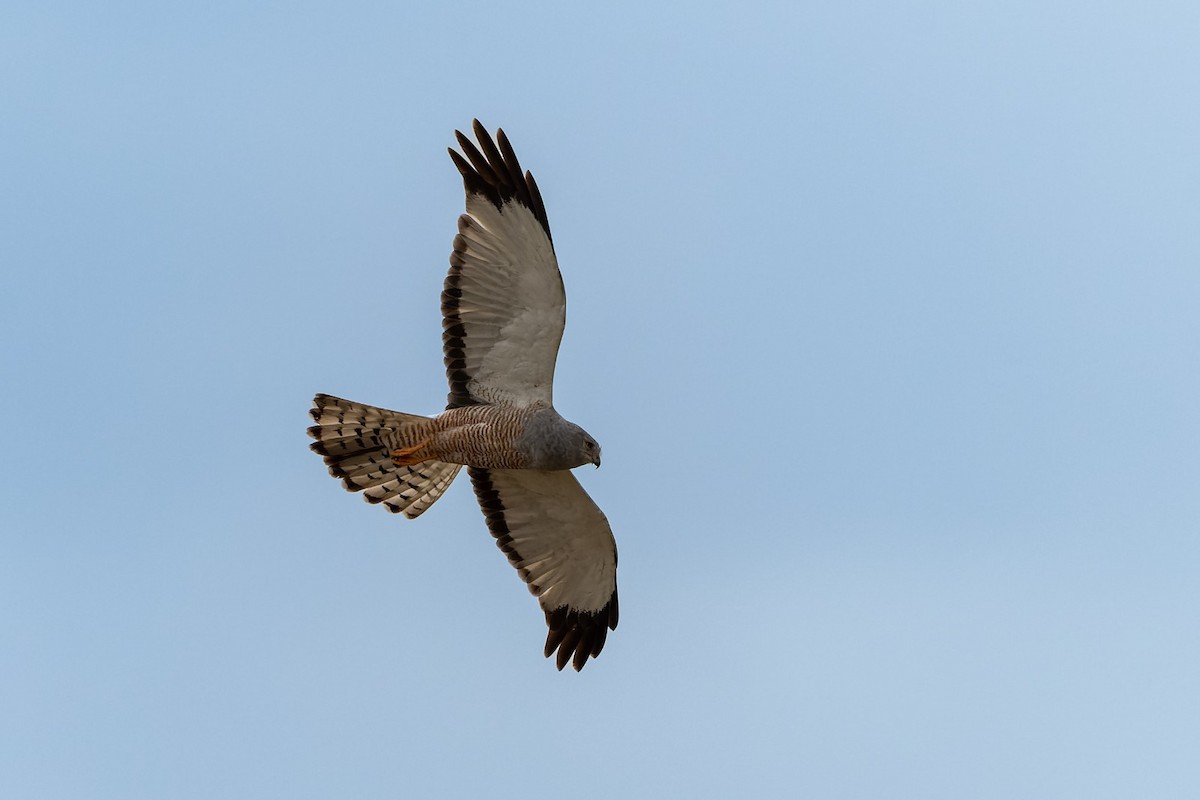 Cinereous Harrier - ML645380992