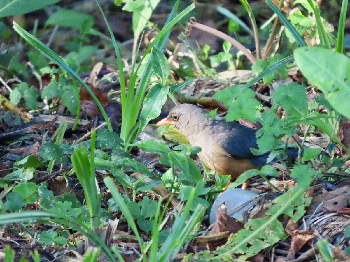 Abyssinian Thrush - ML645381001