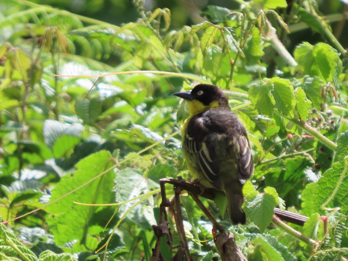 Tejedor Baglafecht - ML645381002