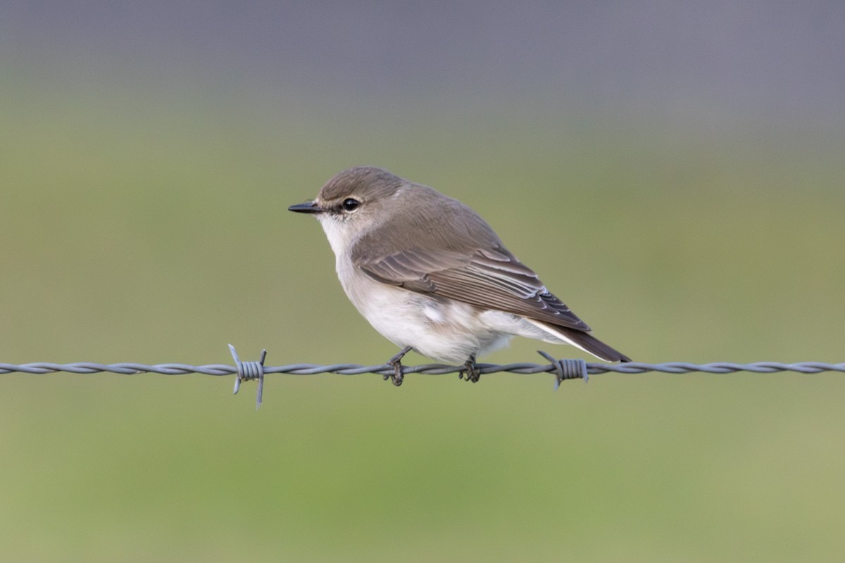 lejsčík šedohnědý - ML645381006