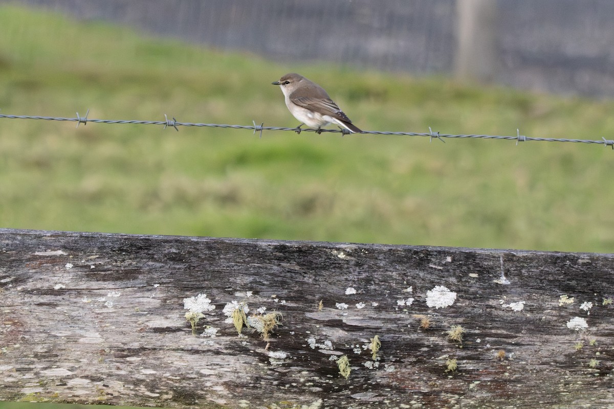 lejsčík šedohnědý - ML645381008