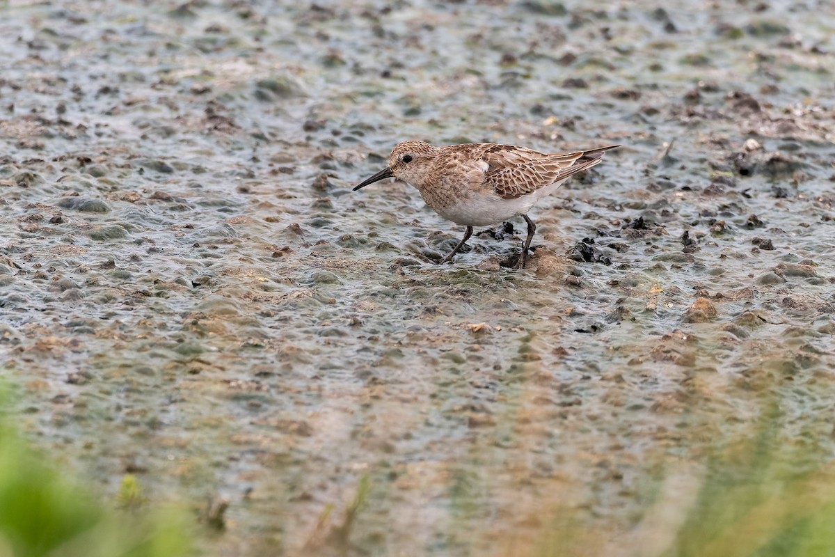 Baird's Sandpiper - ML645381017
