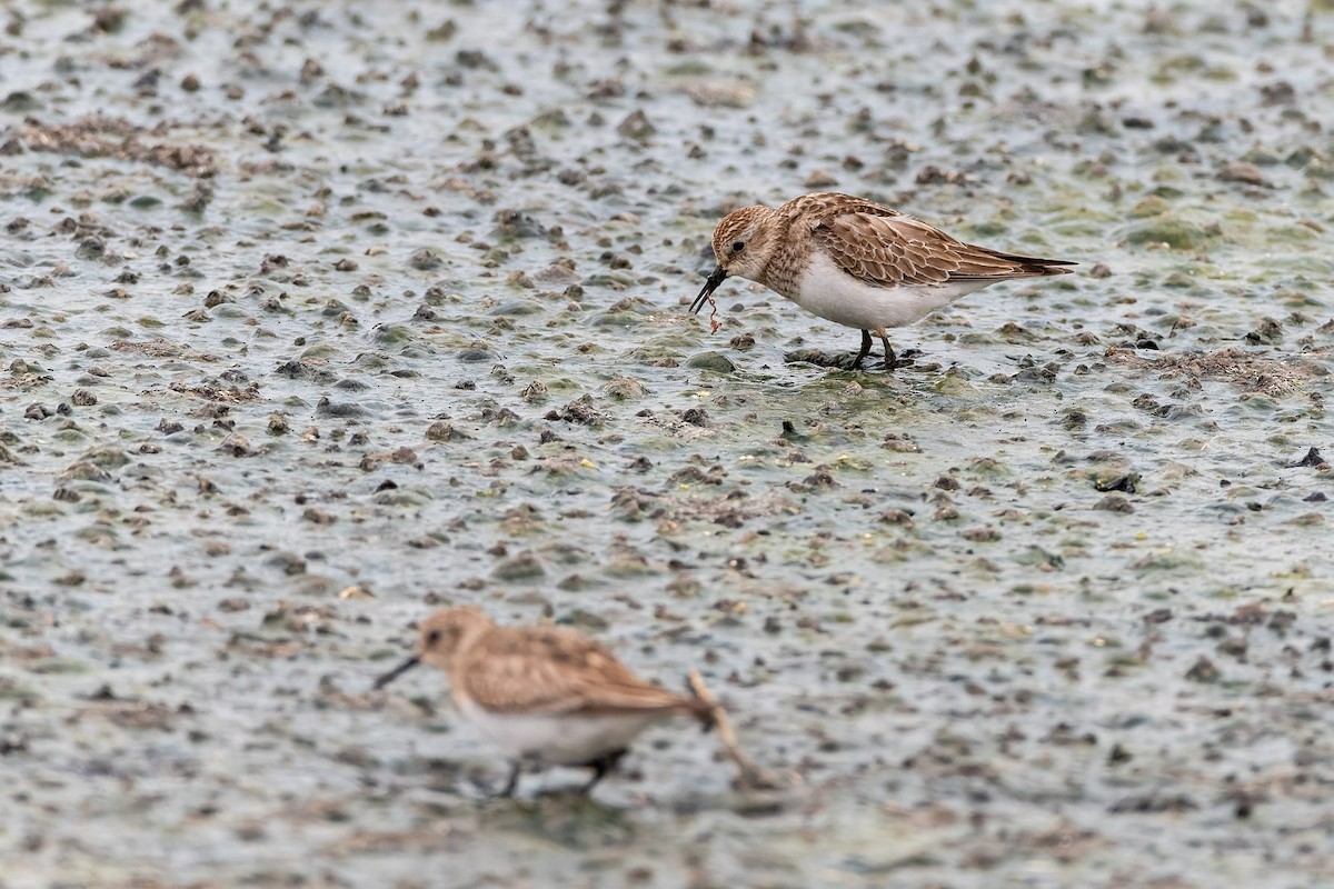 Baird's Sandpiper - ML645381044