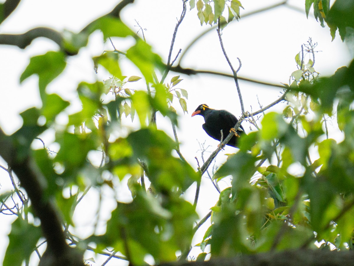 loskuták malosundský - ML645381070