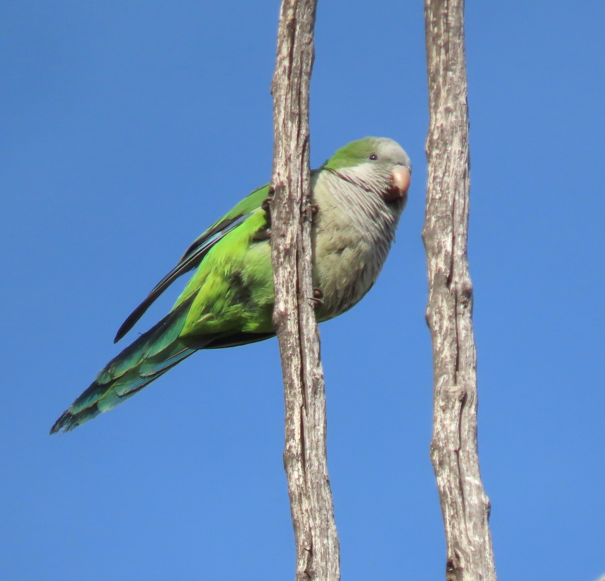 Mönchssittich - ML645381076