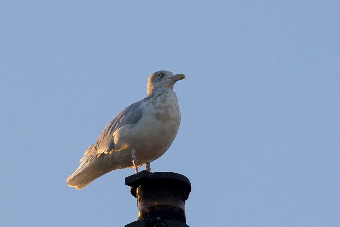 Бургомистр - ML645381077