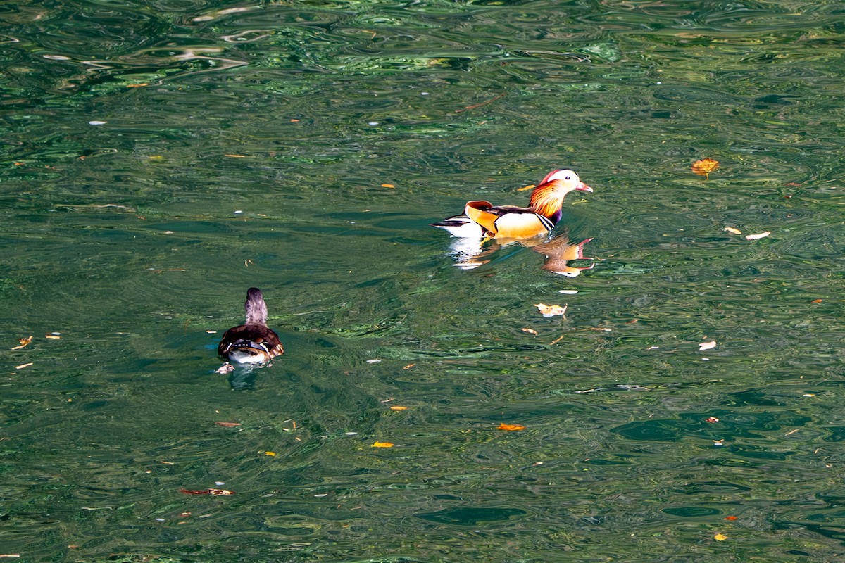 Mandarinente - ML645381084