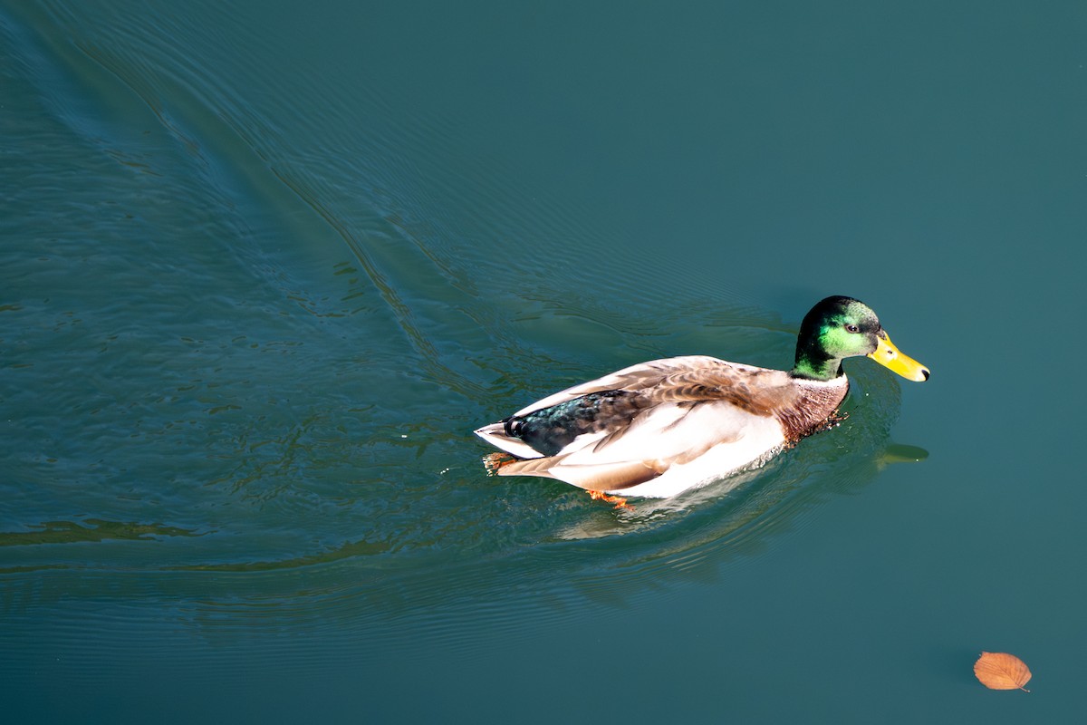 Mallard - ML645381086