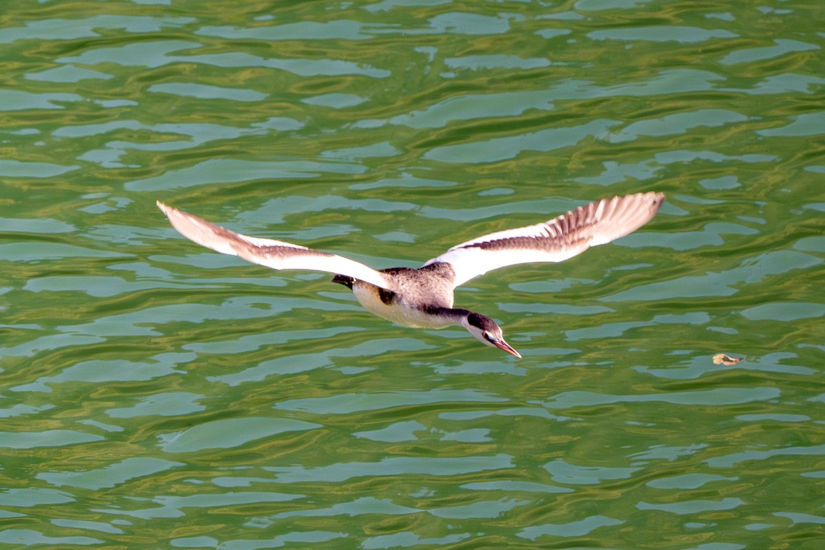 Great Crested Grebe - ML645381092