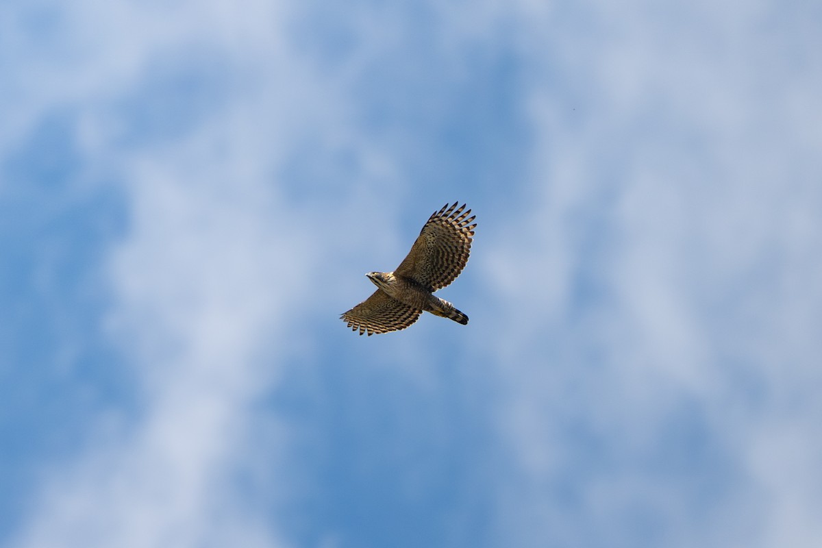 Mountain Hawk-Eagle - ML645381099