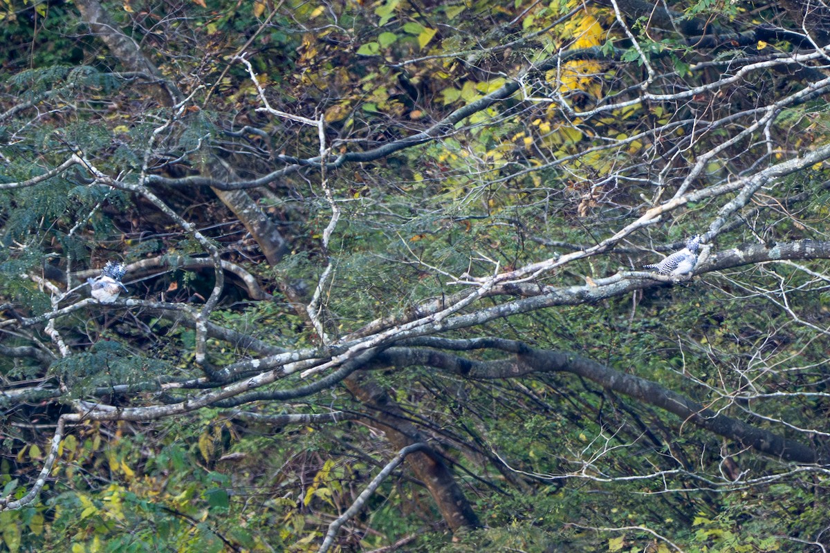 Crested Kingfisher - ML645381106