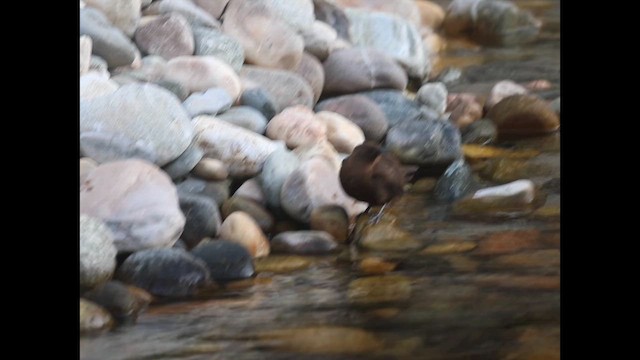 Пронурок бурий - ML645381116